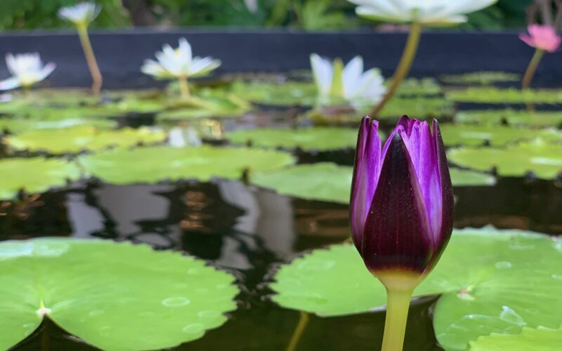 water is sacred, the source of all life