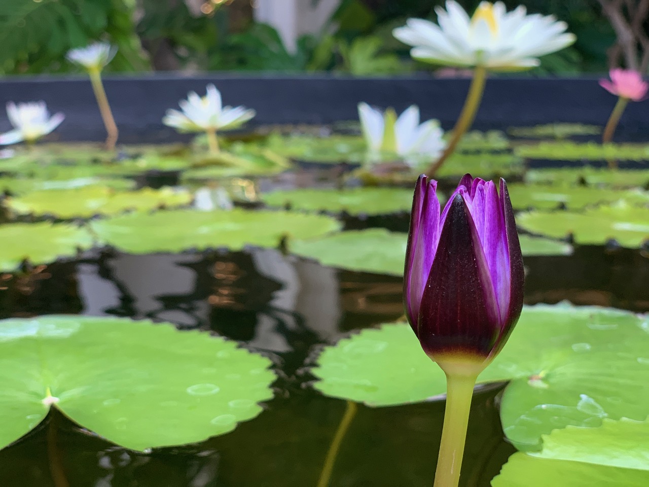 water is sacred, the source of all life